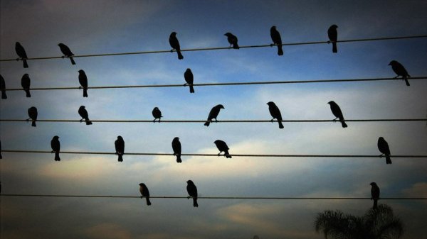 birds on the wires