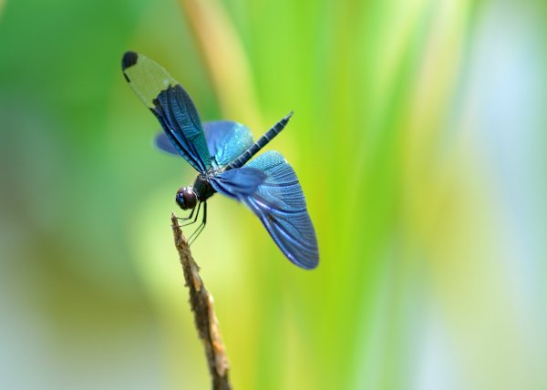 dragonfly