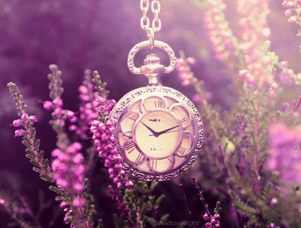 fairy_garden_by_shadowinlight-d5fqv6z