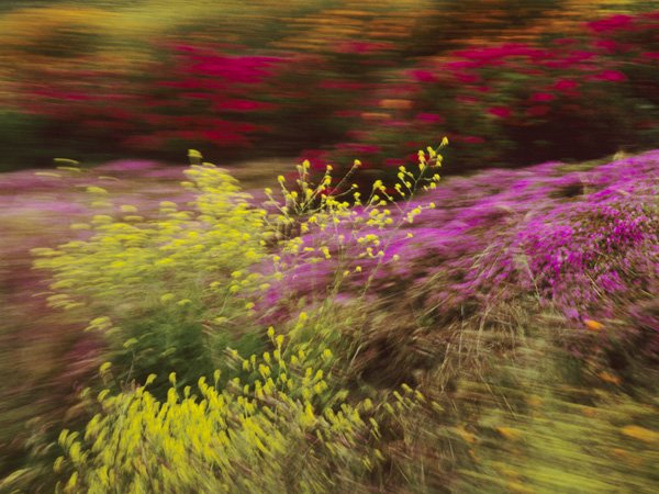 2_wildflowers-california-lanting_60460_600x450