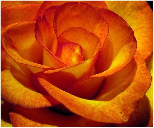 Orange_Rose.201193124_std
