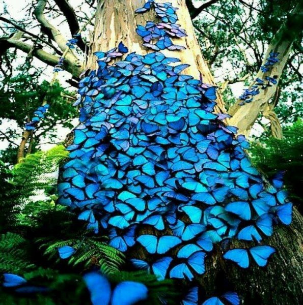 butterfly