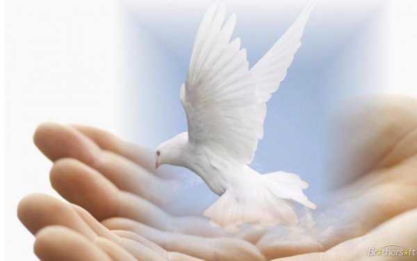 dove_in_hand