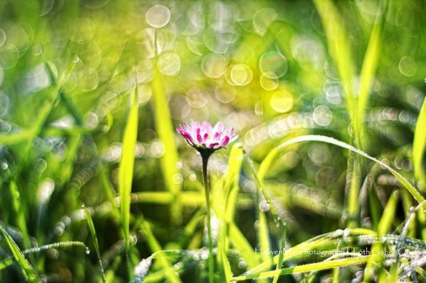 1077420_707957112550903_874123406_o