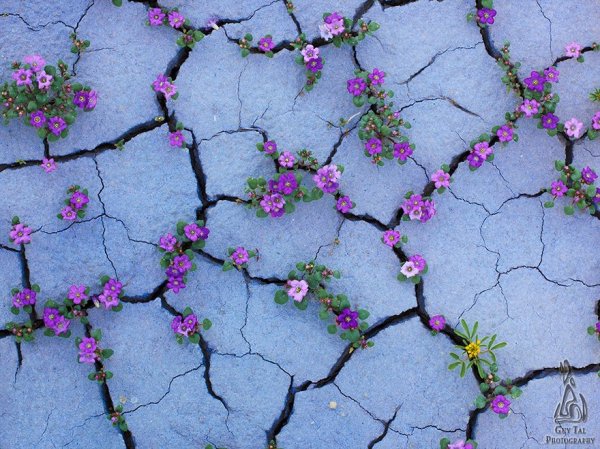 flower-tree-growing-concrete-pavement-102
