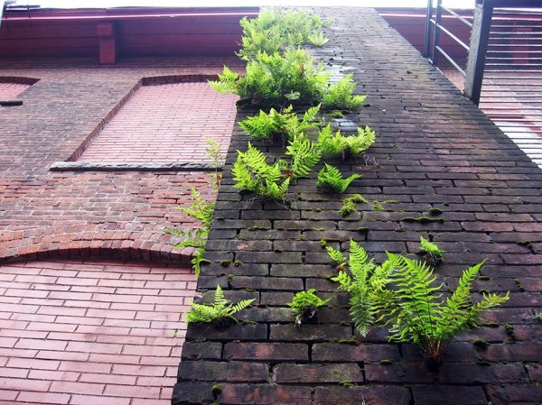 flower-tree-growing-concrete-pavement-27