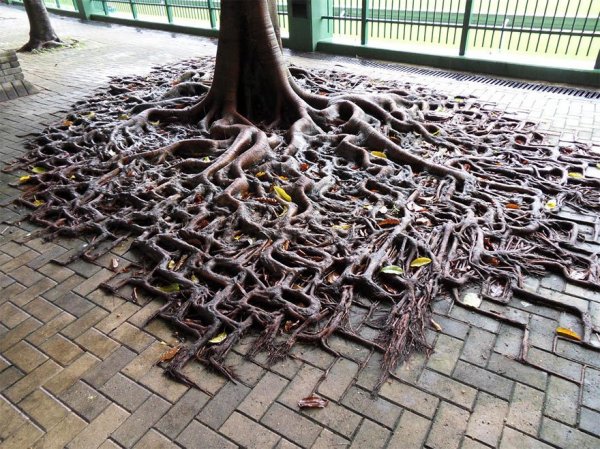 flower-tree-growing-concrete-pavement-34