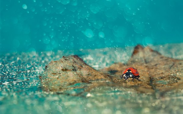 ladybug-rain-drops-wallpaper-1680x1050