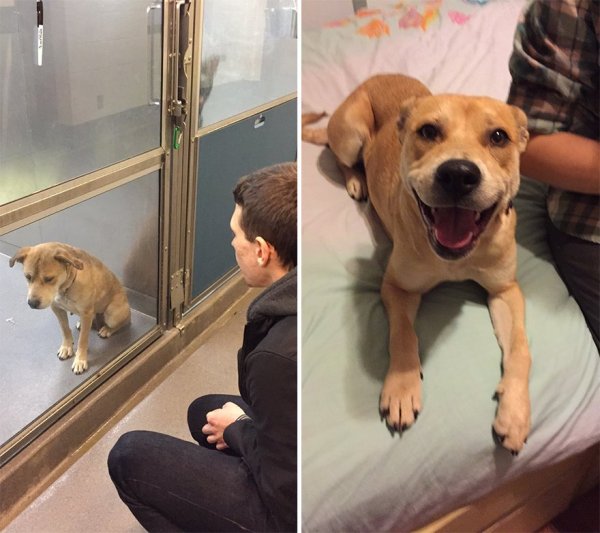 adopt1