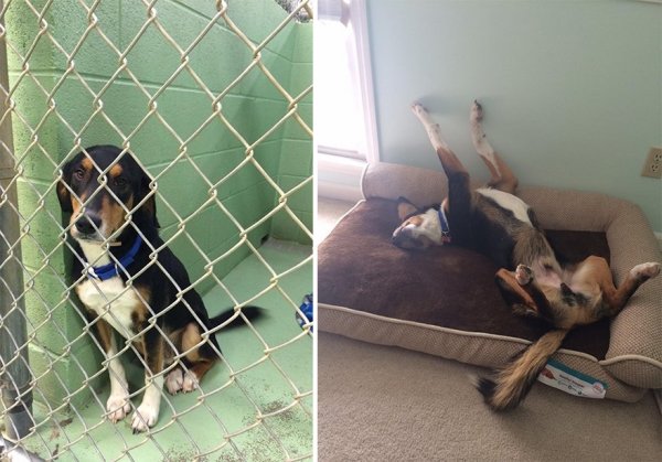 adopt3