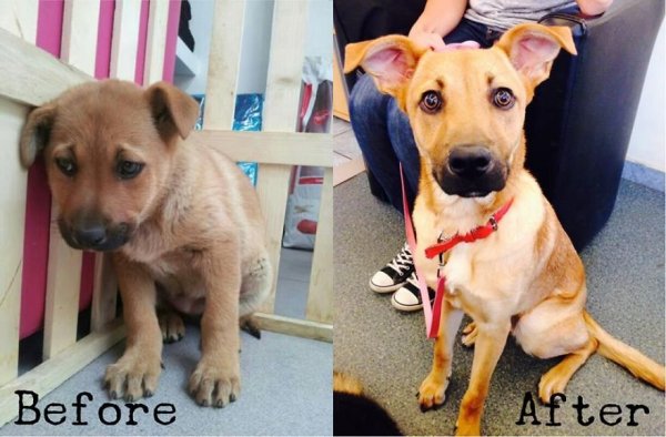adopt4