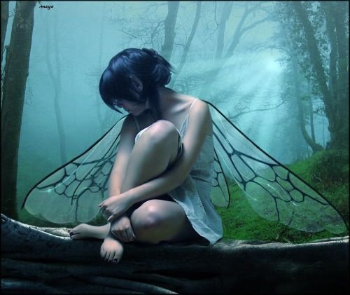 fairy4