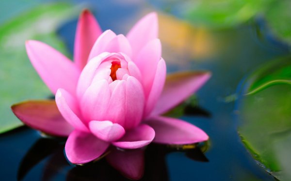 new-life-wide-wallpaper-499053