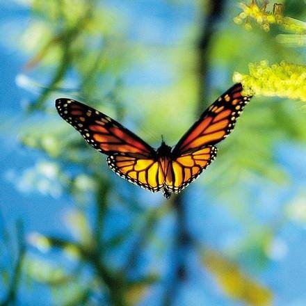 monarchflying