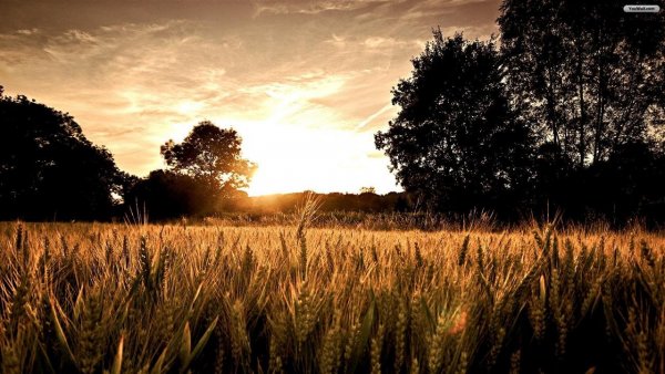 wheat_crop_near_forest