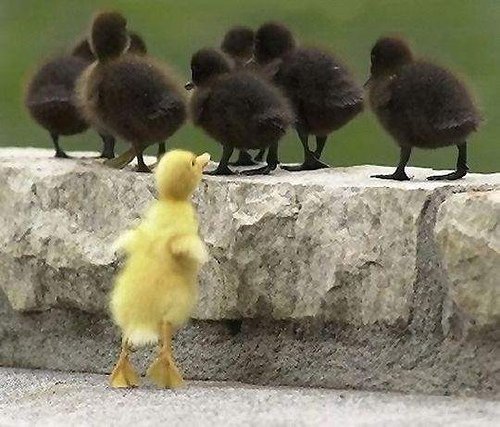 little duck